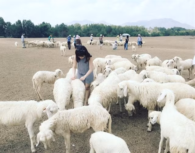Bạn Võ Diễm Phúc (23 tuổi, Thủ Đức - TP HCM) chia sẻ: "Với cánh đồng cừu Suối Nghệ thì bọn mình chẳng cần phải ra tận Ninh Thuận để có những bức ảnh chụp ảnh với con vật dễ thương này. Vì nằm theo trục đường đi Vũng Tàu nên nó khá tiện và được nhiều bạn trẻ ghé vô". Ảnh: Py Mị Mị.