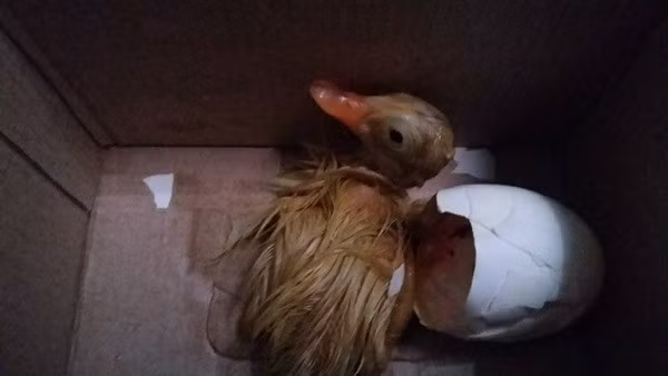 Theo ý kiến từ dân mạng, đa phần đều khuyên Trâm Anh nên giữ lại nuôi làm thú cưng bởi các chú vịt con rất đáng yêu và khá dễ nuôi. Nếu nhà cô bạn này có sân hoặc địa điểm thích hợp thì càng tốt.