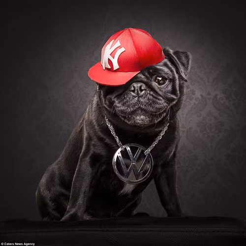Ngầu theo phong cách quý tộc của một chú chó trong hội rich dog.