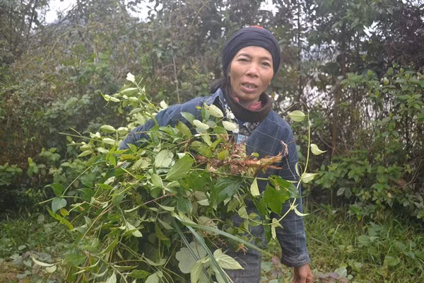 Nhưng quan trọng hơn hết, đó là không khí trong lành, thoải mái, yên tĩnh và gần gũi với thiên nhiên giữa nơi rừng núi hoang dã.