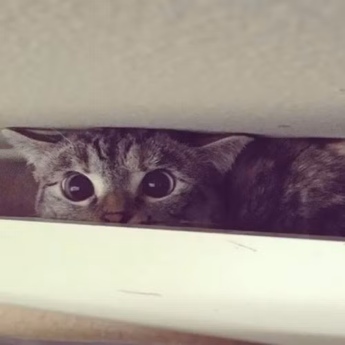 Nala là con mèo nổi tiếng nhất mạng xã hội Instagram với 2,3 triệu người theo dõi - con số mà chỉ những ngôi sao nổi tiếng tầm cỡ thế giới mới có được.