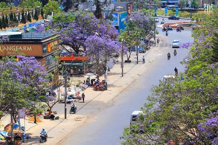 Từ lâu, phượng tím được coi như “đặc sản” của xứ sở ngàn hoa Đà Lạt. Bởi, trên khắp đất nước Việt Nam, chỉ có ở vùng cao nguyên này, ở nơi khí hậu mát mẻ và se lạnh ấy mới nuôi dưỡng được loài hoa mỏng manh.