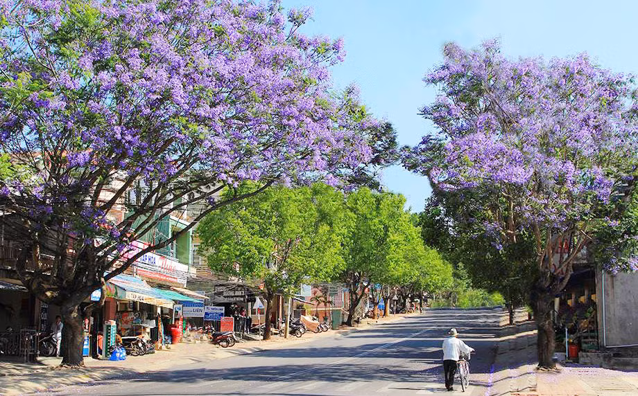 Đến Đà Lạt những ngày giữa tháng 3, đầu tháng 4, bất kỳ ai cũng bị “hớp hồn” trước không gian thơ mộng được nhuộm sắc hoa phượng tím. Ảnh trong bài: Dalat Travel.