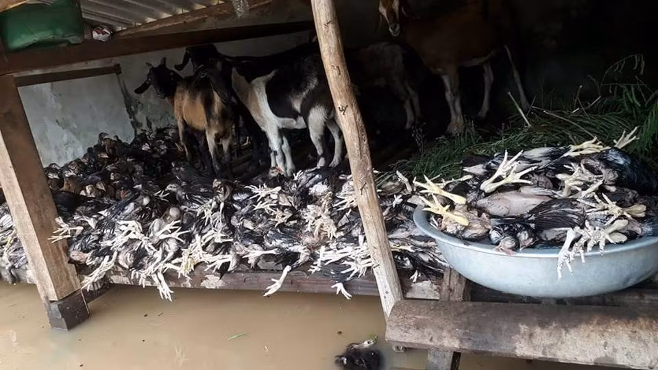 Đàn gia súc gia cầm của huyện miền núi Anh Sơn của Nghệ An dù đã được di chuyển lên cao nhưng vẫn không tránh khỏi dòng nước lũ và chấp nhận số phận. Ảnh: S+