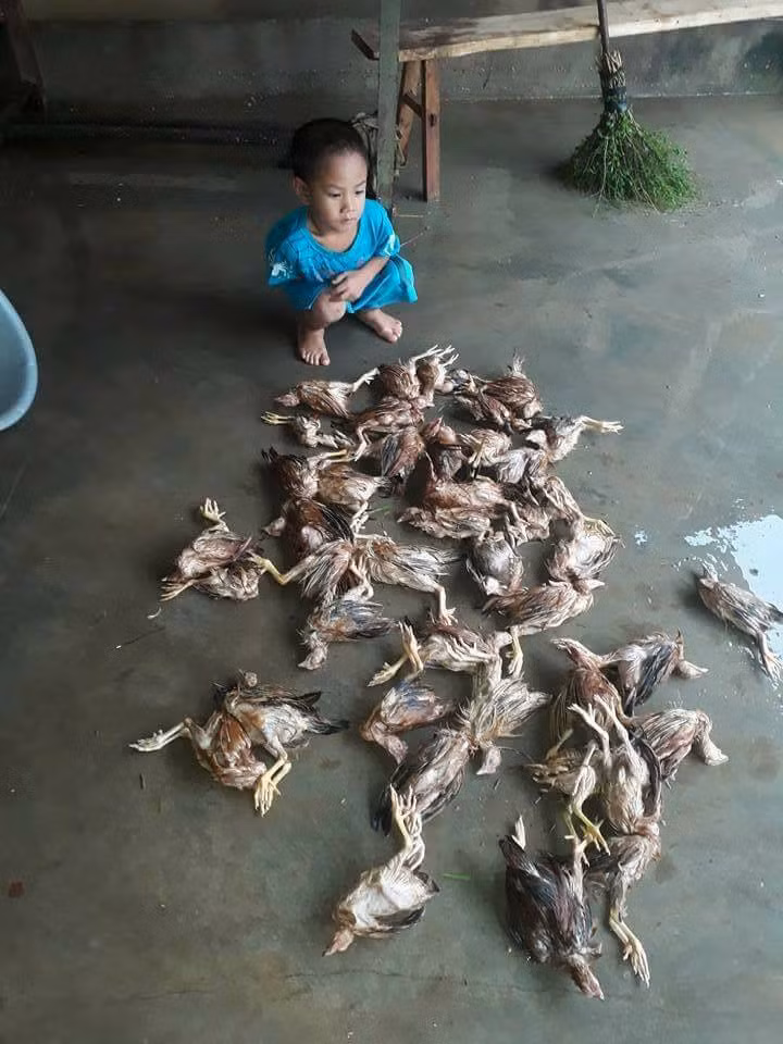 Trận lũ tại Nghệ An cũng khiến bà con nông dân bị thiệt hại rất nhiều về mặt kinh tế. Hình ảnh đàn gà hàng trăm con chết ngổn ngang do nước lũ khiến nhiều người con xa quê cũng như cộng đồng mạng cảm thấy thương tiếc. Ảnh: S+