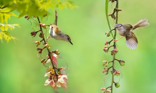 Những điềm lành cho thấy gia đình bạn sắp có chuyện vui tới Nhung diem lanh cho thay gia dinh ban sap co chuyen vui toi