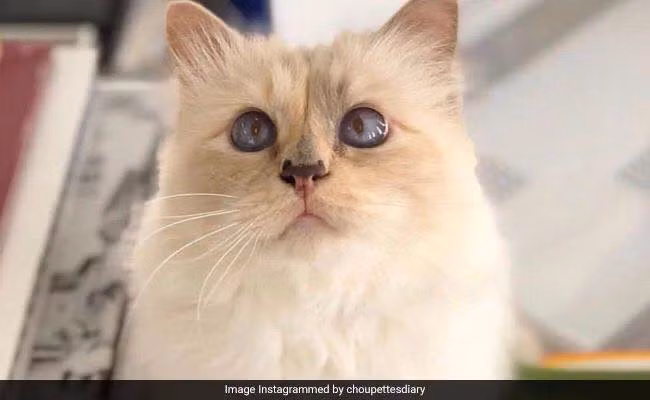"Cô mèo" này cũng là nhân vật chính trong cuốn sách “Choupette: The Private Life of a High-Flying Fashion Cat” với những bức ảnh chụp cùng với siêu mẫu Linda Evangalista và diễn viên Laetitia Casta.