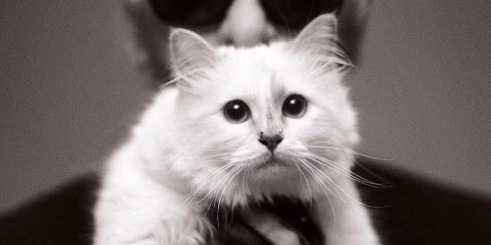 Sau sự ra đi của ông chủ Karl Lagerfeld, mèo Choupette có thể trở thành chú mèo giàu nhất thế giới khi được thừa kế 200 triệu USD.