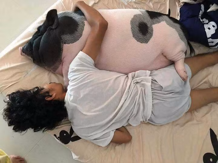 Tuy nhiên, để nuôi một chú lợn cảnh là điều không dễ dàng. Ngoài việc phải đặt hàng thì các bạn trẻ phải học cách chăm bẵm thật kĩ càng.