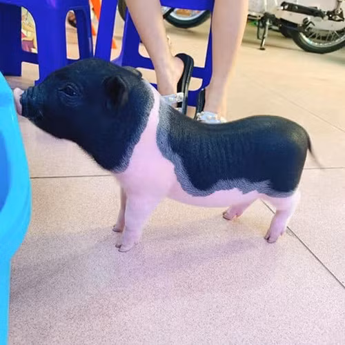 Lợn này thường cho ăn sữa hoặc ngũ cốc nên chúng thơm chứ không hôi như lợn nuôi bình thường nên việc chăm bẵm vật nuôi này chẳng khác gì chăm em bé.