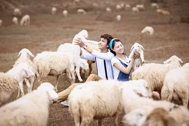 Rất nhiều cặp đôi đến đây để chụp hình cưới để lại những tấm hình đẹp nhất bên đàn cừu trắng.