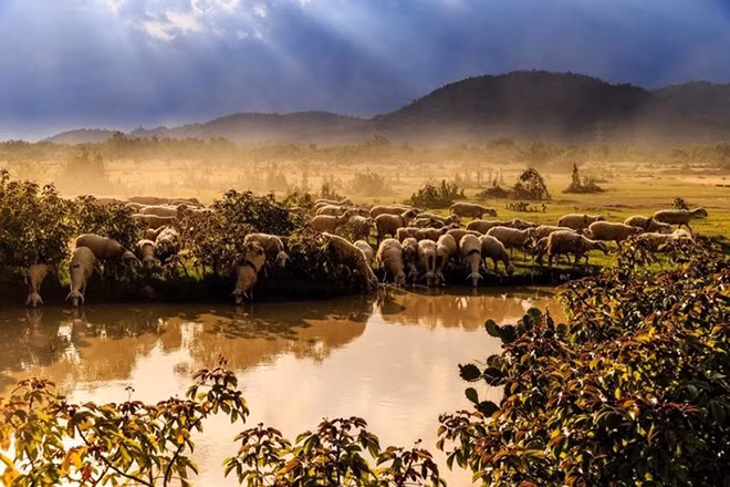 Dưới cái nắng gắt của vùng đất Ninh Thuận, có lẽ chỉ có mỗi đàn cừu này có thể sinh tồn nổi, rải rác đâu đây là vài cây xương rồng gai góc mọc trên vùng đất đá.