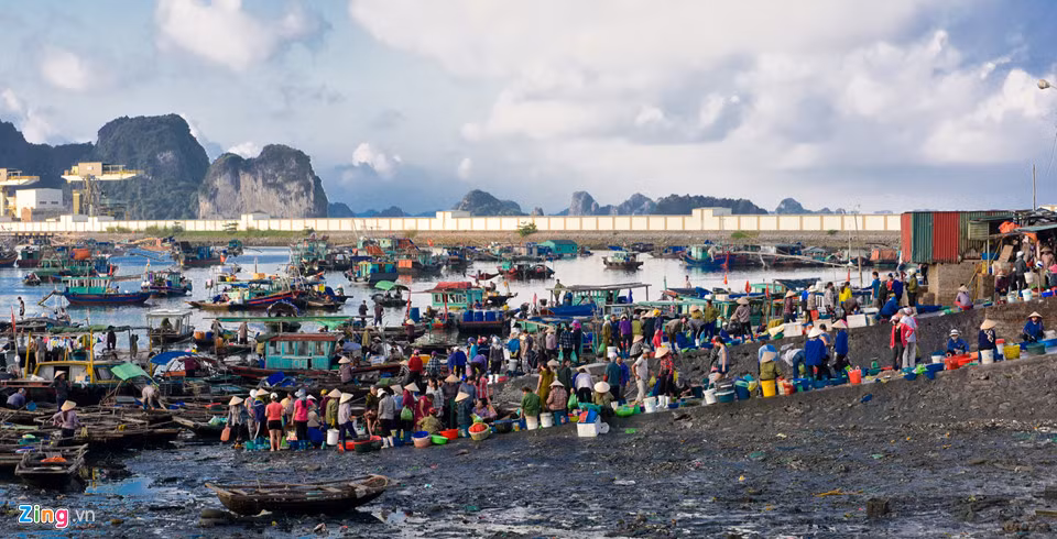 Không khí rộn ràng ở chợ cá Bến Do 6 giờ sáng, tiếng kẻ bán, người mua rộn ràng, vui tươi tại chợ hải sản đầu mối lớn nhất thành phố Cẩm Phả.