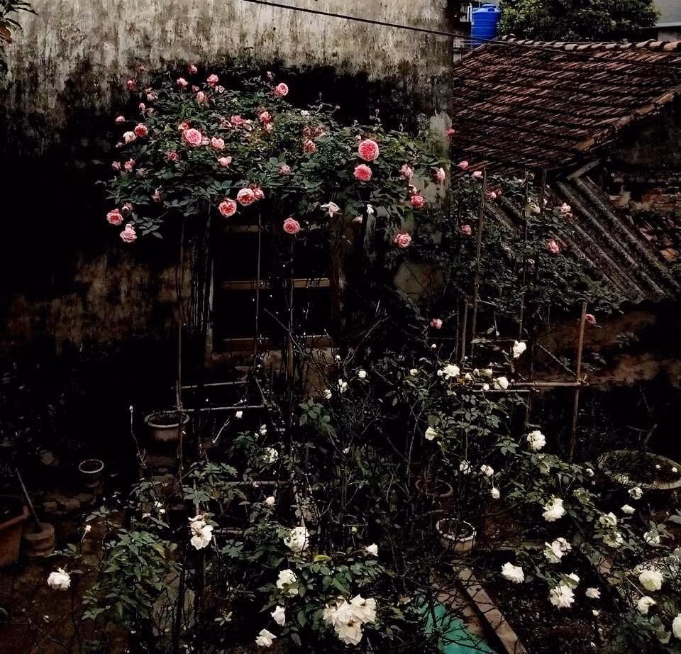 Mơ ước không gian sân vườn của gia đình thành vườn hồng, ông bố 9X tên Lương Sang đã biến chính ngôi nhà của mình trở thành ngôi nhà hoa hồng, mộng mơ và ngọt ngào dành tặng con trai.
