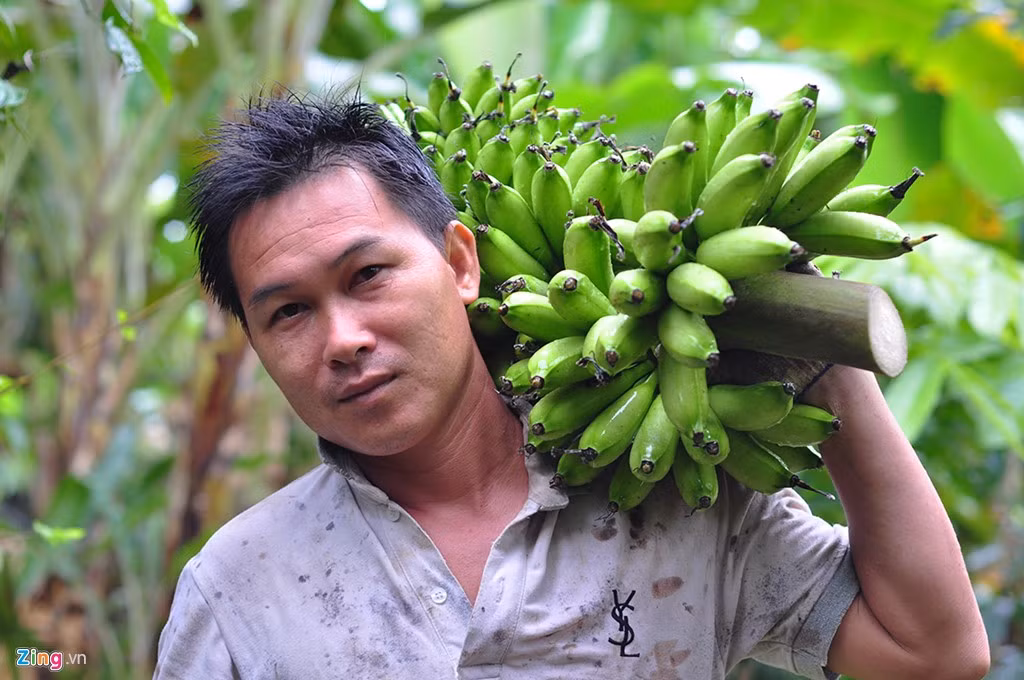 Nông dân Lai Phương Minh Trí (34 tuổi), cho biết giá chuối hiện đang ở mức 3.500-6.000 đồng/kg nên mỗi năm 4 ha cây này cho thu nhập hàng trăm triệu đồng.