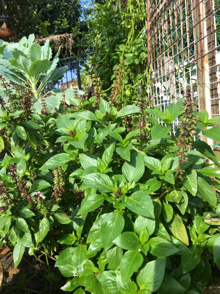 Những loại rau thơm trong khu vườn
