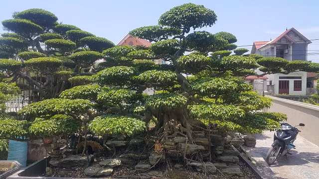 Cây sanh dáng trực hoành của ông Phan Vũ Huỳnh.
