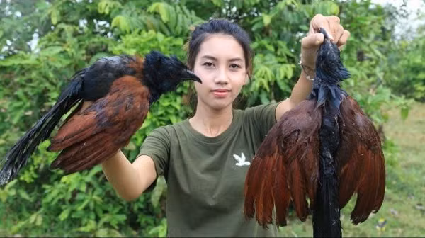 Trong danh sách động vật quý hiếm mà Ah Lin từng cho vào nồi có mèo cá (Fishing cat) – một loài mèo hoang chủ yếu sống ở vùng Nam Á và Đông Nam Á, thằn lằn, một vài loài chim quý hiếm trong danh sách cần được bảo vệ, rắn hổ mang, cá mập, cá đuối gai độc và ếch.