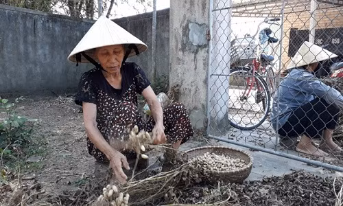 Ha Tinh: Lac mat gia tu 25.000 con 15.000 d/kg, cho giai cuu