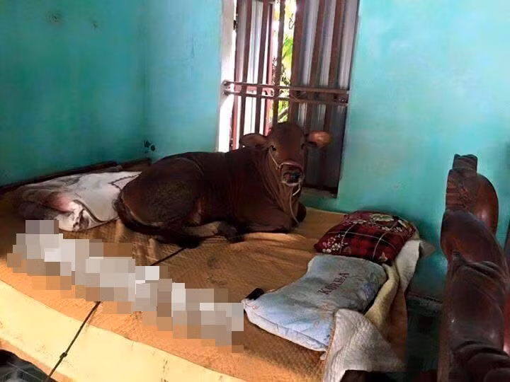 Trong những ngày thời tiết rét kỷ lục, nhiều bạn trẻ không chỉ giữ ấm cho mình mà còn lo tìm cách tránh rét cho thú cưng, vật nuôi của mình. Ở các vùng nông thôn, việc chống rét cho gia súc, gia cầm cũng được nhiều hộ dân quan tâm, có gia đình đã chấp nhận đưa trâu, bò vào nhà, cho nằm giường đệm ấm để tránh nhiễm lạnh.