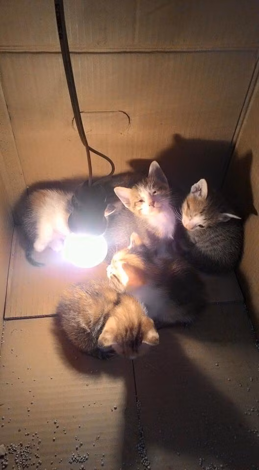 Dùng đèn điện để sưởi cũng là điều được nhiều chủ của các em mèo dùng để giữ ấm cho loài vật này.