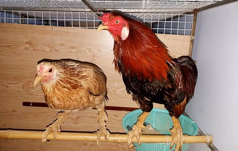 “Sát thủ” xám chuối chân xanh vảy rồng nặng trên 2kg của anh Quang có chân chi chít lớp vảy rồng. Theo anh Quang, chân gà vảy rồng càng có nhiều lớp vảy càng quý và có giá trị cao.