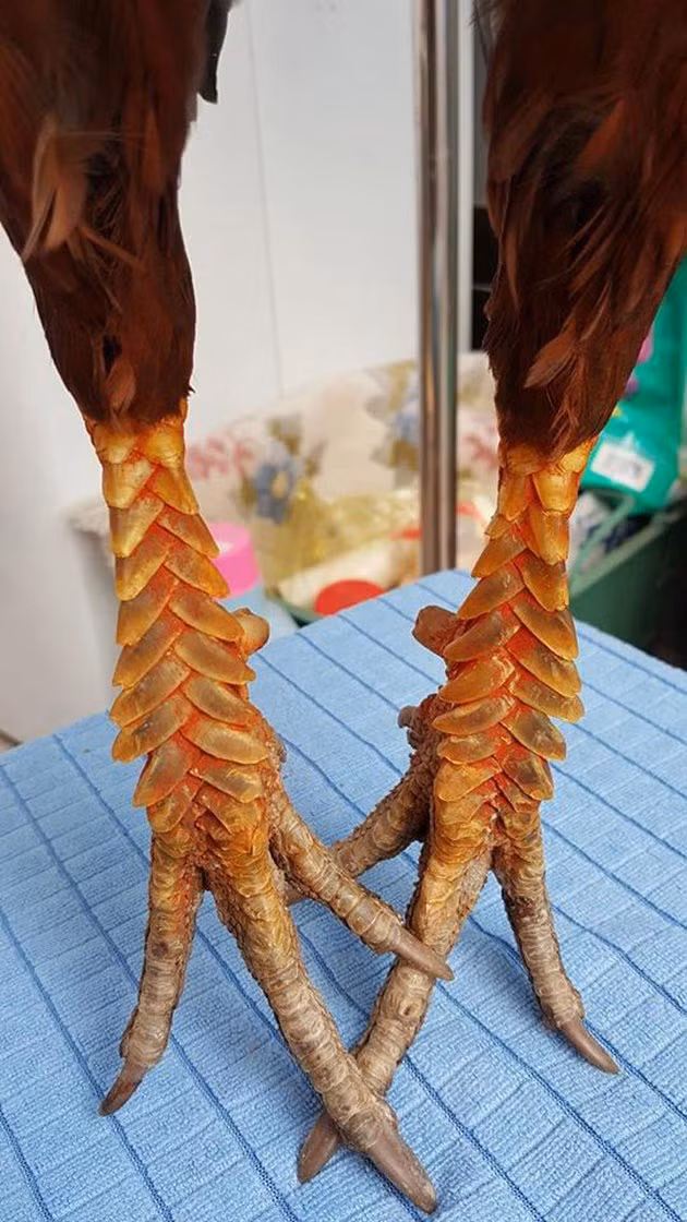 Có những con gà trưởng thành được các chủ trang trại bán đến trên dưới 30 triệu đồng là chuyện bình thường.