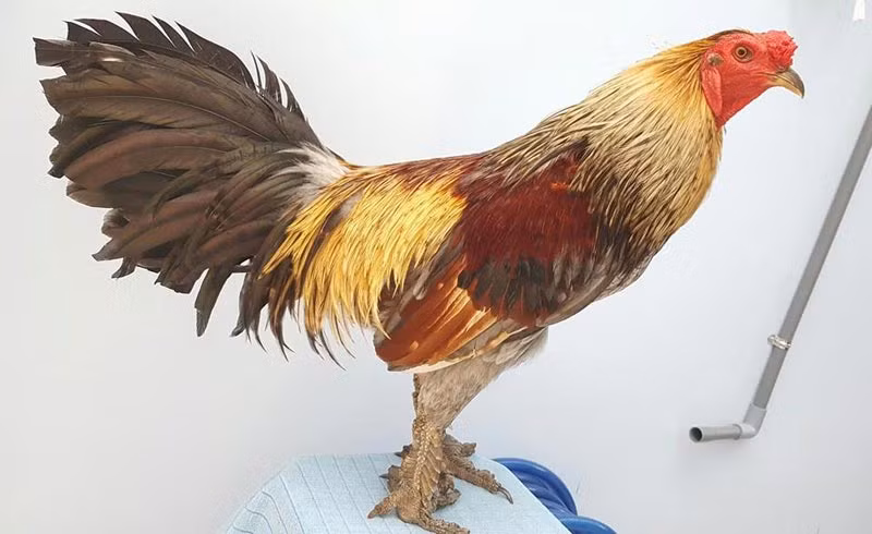Là chủ một chủ trang trại gà nòi vảy rồng với sản lượng tiêu thụ hàng trăm con/năm ở quận 7, TP.Hồ Chí Minh, anh Quang cho biết: Gà vảy rồng có 2 dòng gồm dòng đá cựa và dòng đá đòn.