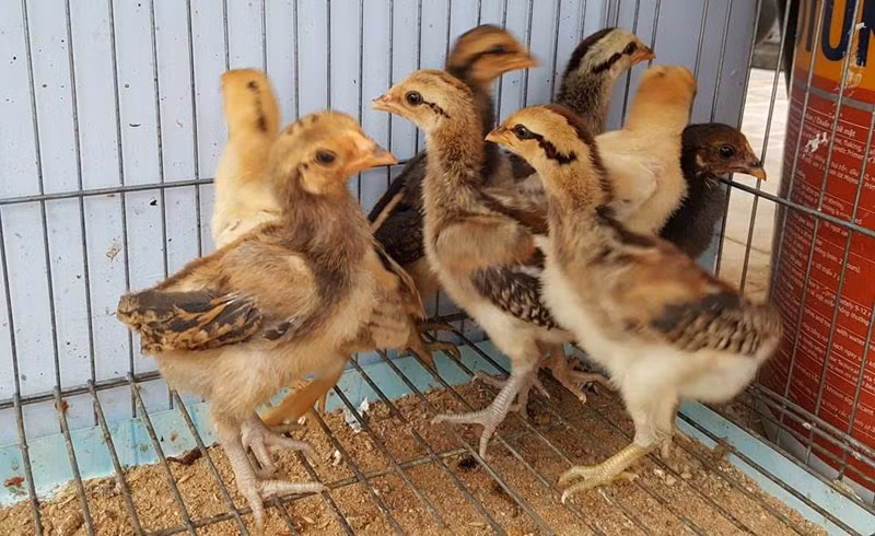 Là người có kinh nghiệm hàng chục năm nuôi, kinh doanh gà nòi vảy rồng, anh Lý Phú Vinh (38 tuổi, ở tỉnh Vĩnh Long) cho biết, đây là giống gà khá đắt đỏ, phần lớn gà dùng để phục vụ các cuộc thi đấu, còn lại chỉ một số ít người chơi mua về nuôi để làm cảnh.