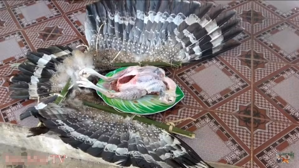 Đoạn video này có tên "Thần điêu xào sả ớt – cái kết của việc nuôi chim không cẩn thận" được đăng tải vào ngày 5/3 vừa qua bởi Ẩm thực Tam Mao – 1 kênh Youtube khá nổi tiếng trên MXH. Nó ghi lại cảnh blogger Việt giết loài chim được cho là quý hiếm có mặt trong sách đỏ.