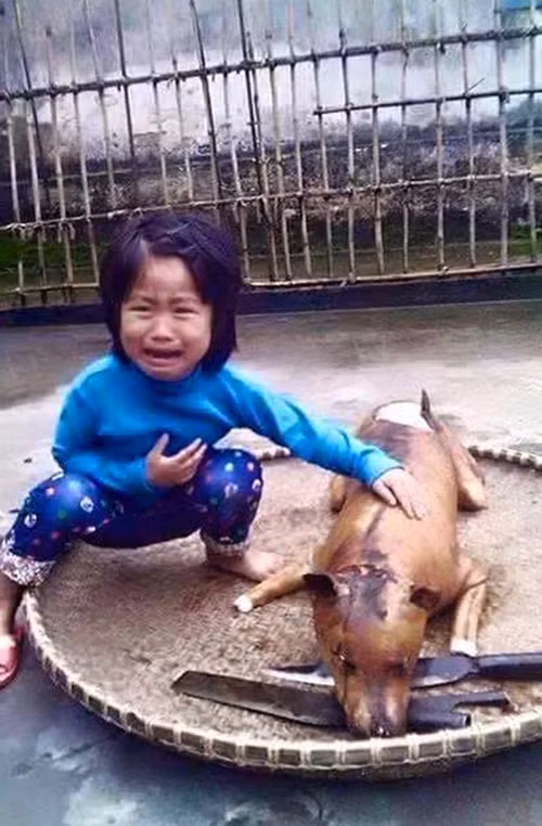 Dan mang noi gi ve de xuat cam an thit cho moi duoc dang tai?
