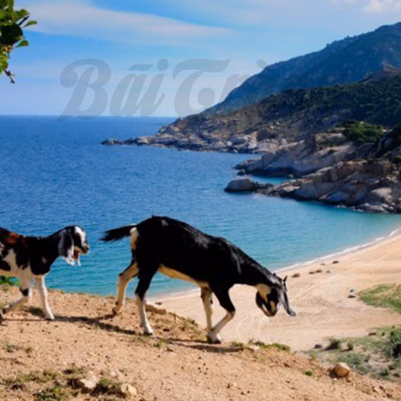 Với màu cát trắng mịn như kem, Bãi Tràng trở thành địa điểm lý tưởng cho các chuyến cắm trại, rất nhiều bạn trẻ đã tới đây để tận hưởng cảm giác đắm mình vào không gian bao la thơ mộng. Chắc chắn ngủ lều ở bãi biển dưới bầu trời đêm đầy sao sẽ là một trải nghiệm hết sức thú vị.