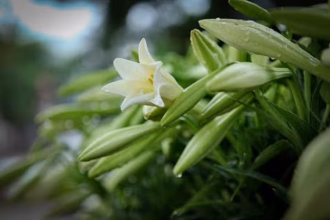 Hoa loa kèn hay còn có tên gọi khác là hoa huệ tây hay bách hợp. Nó mang một màu trắng tinh khôi và thuần khiết giống như nét đẹp của người thiếu nữ Hà thành.