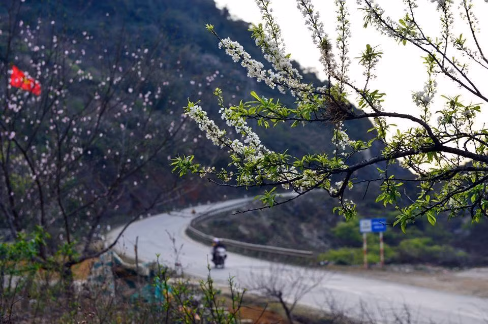Hoa mơ có nhiều nét tương đồng hoa mận nhưng hoa mơ thường không nở dày như hoa mận mà mang một vẻ đẹp mong manh, nhẹ nhàng hơn.
