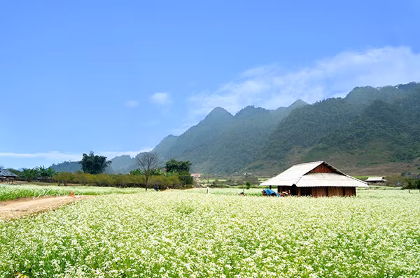 Khắp không gian Mộc Châu có đến hàng chục hecta bao trùm một màu hoa cải trắng tinh khôi xen lẫn màu ngô non xanh biếc, điểm xuyết thêm sắc đỏ ấm áp của hoa trạng nguyên và màu nâu trầm của đất. Đây cũng là điểm đến trong nước thú vị cho dân phượt trong tháng 11.