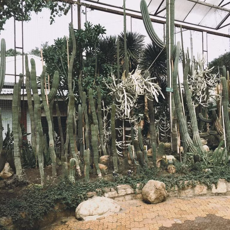 Vườn xương rồng Sài Gòn không chỉ có trong những chậu cây bé mà còn có cả những cây to và tròn dưới mặt đất hay những cây còn cao hơn cả đầu người.