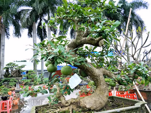 Doc dao cay dao tien nhieu nguoi tra gia tren 60 trieu