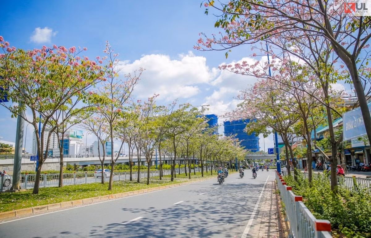 Theo nhiều người am hiểu về hoa kén hồng chia sẻ, thông thường khi cây kén hồng ra hoa, hầu hết lá đều rụng, trên đầu mỗi cành chỉ nhìn thấy những cụm hoa tím hồng. Quả cây có hình trụ dài từ 7 đến 16cm, mở dài hai đường nối, hạt có cánh.