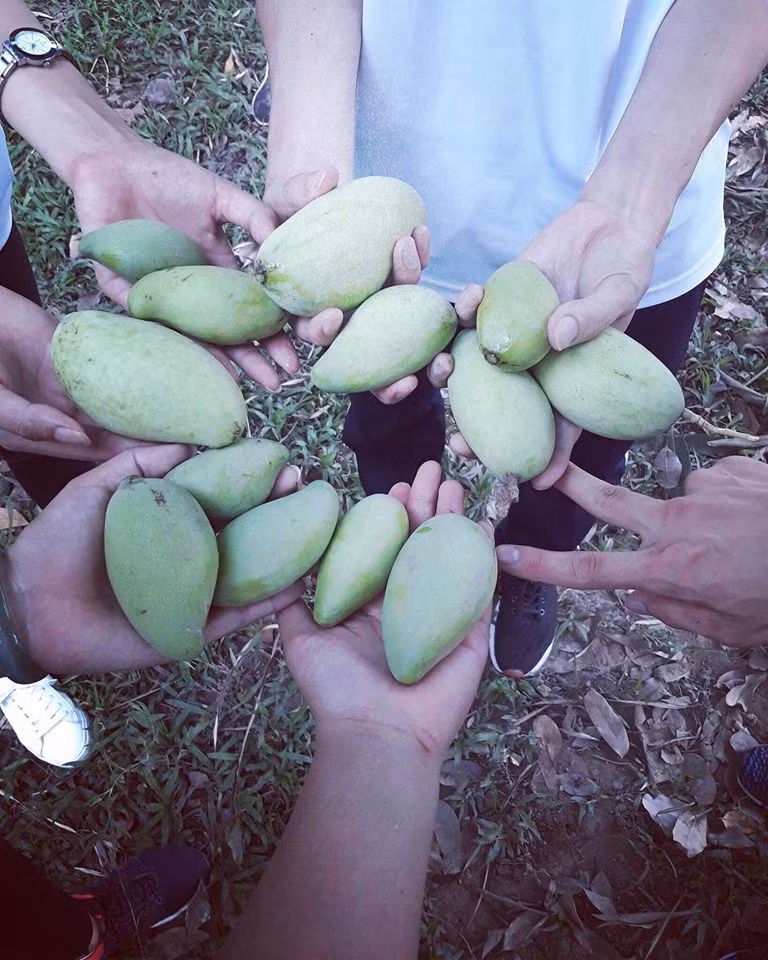 Ngay sau khi dòng chữ bảo vệ cây xoài trong khuôn viên nhà trường được đăng tải, nhiều thanh niên bồi hồi nhớ lại thuở còn đi học, đồ ăn "nghiêm chỉnh" bán trong các hàng quán có khi không ngon bằng quả xoài vặt trộm. Và không biết từ bao giờ, vặt trộm trái cây trong trường trở thành niềm vui không thể thiếu mỗi dịp hè về của học trò.