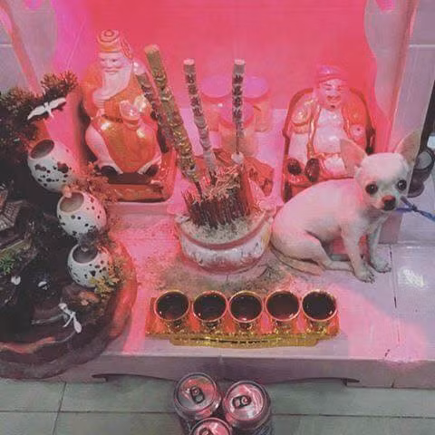 Ngày nay, khi chó, mèo được nuôi trong nhà không chỉ để giữ nhà, bắt chuột mà còn để bầu bạn, trở thành con vật thân thiết, quấn quít thì chuyện chúng "leo bàn thờ" có lẽ không còn xa lạ gì với những người nuôi.