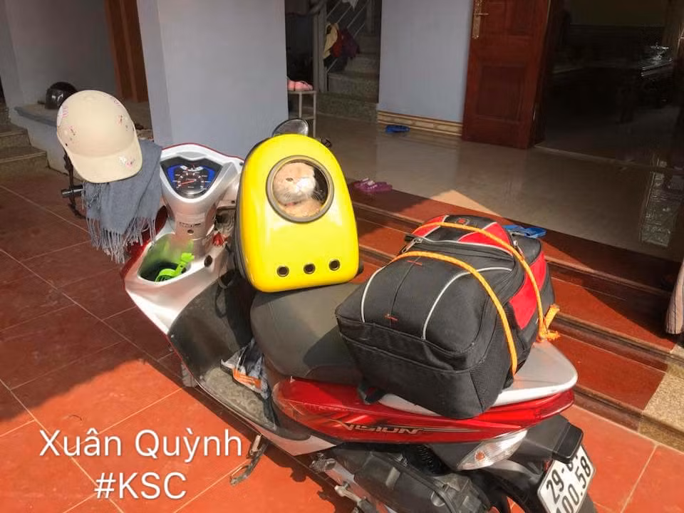 Những chiếc balo để thú cưng khá tiện lợi, chỉ cần đeo vào người là mọi việc đã xong xuôi.