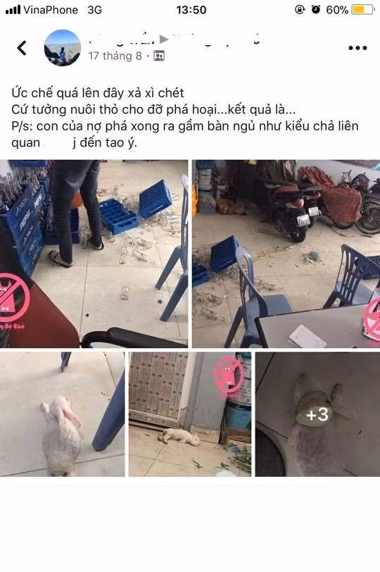 Nhắc đến việc nuôi thỏ trong nhà, nhiều người sẽ nghĩ chúng là loài vật hiện lành, dễ thương và ngoan hiền. Tuy nhiên, câu chuyện của một bạn trẻ có nickname Giang Trần sẽ khiến cộng đồng mạng có cái nhìn hoàn toàn khác về loài vật được xếp vào hàng con giáp ở Trung Quốc này. Ảnh trong bài: NVCC