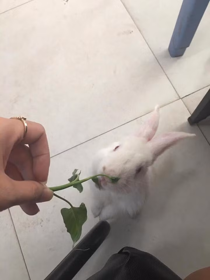 Mọi thứ có thể trở thành đồ nhắm của con thỏ này để thỏa mãn cơn ngứa răng của mình. Ảnh trong bài: NVCC.