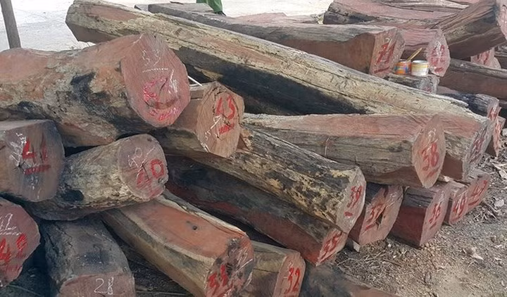 Đối tượng cầm đầu đường dây này do trùm buôn gỗ Phan Hữu Phượng (tức Phượng “râu”, trú tại thị trấn Ea T’ling, huyện Cư Jút, tỉnh Đắk Nông). (ảnh: Công an nhân dân)