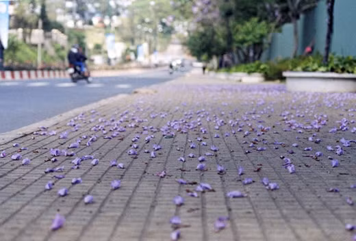 Những cánh hoa mềm dịu, tím biếc biến Đà Lạt thành vùng đất cực mộng mơ.