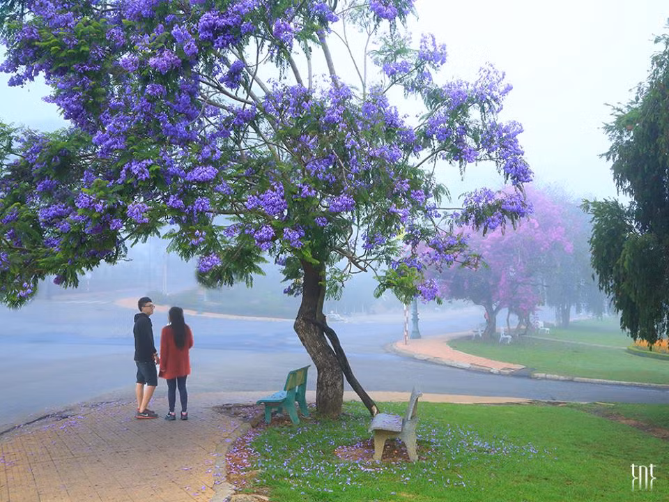 Lên Đà Lạt vào tháng 3, tháng 4 người ta chỉ mong bắt gặp được những chùm hoa màu tím đáng yêu này.