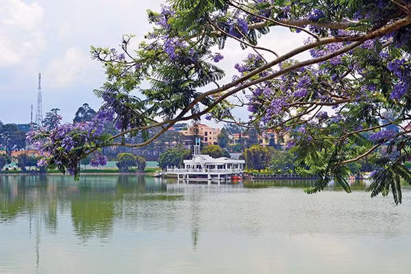 Cây phượng tím vươn ra Hồ Xuân Hương là điểm check-in từng hút không ít bạn trẻ tới chụp ảnh.