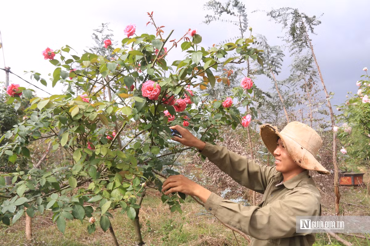 Trồng hoa hồng, chàng trai 9X mang về doanh thu “khủng” - Hình 2 Trong hoa hong, chang trai 9X mang ve doanh thu “khung”-Hinh-2