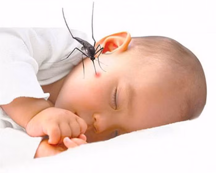 Sốt xuất huyết. Dùng hoa mào gà 20g, lá trắc bá sao đen 20g, hoa hòe sao đen 20g, ké đầu ngựa 15g, lá dâu 20g. Tất cả những nguyên liệu này sắc uống ngày một thang. Ảnh: Spobio.