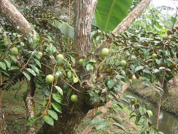 2. Vỏ cây vú sữa. Giảm nhanh các cơn ho, đau dạ dày: Vỏ trên thân cây vú sữa lại là bài thuốc trị các cơn ho, đau dạ dày và phục hồi sức khỏe rất tốt. Ảnh: suckhoedoisong.vn.